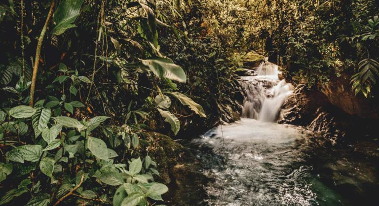 Rappi And Nequi Collaborate With Environmental Agencies To Aid The Amazon