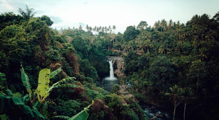 Selina Organiza Eventos Globales Para Promover La Restauración De La Selva Amazónica