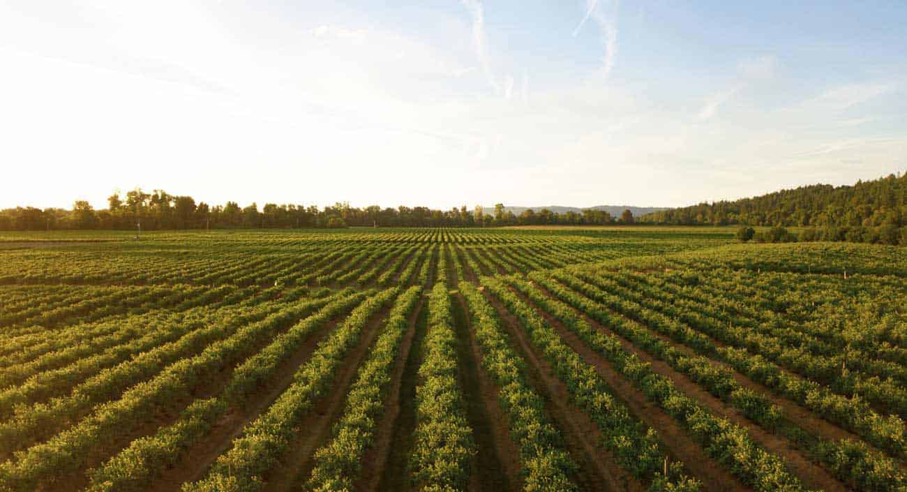 La Startup Argentina, Agrofy Cierra Inversión Por Us$23 Millones