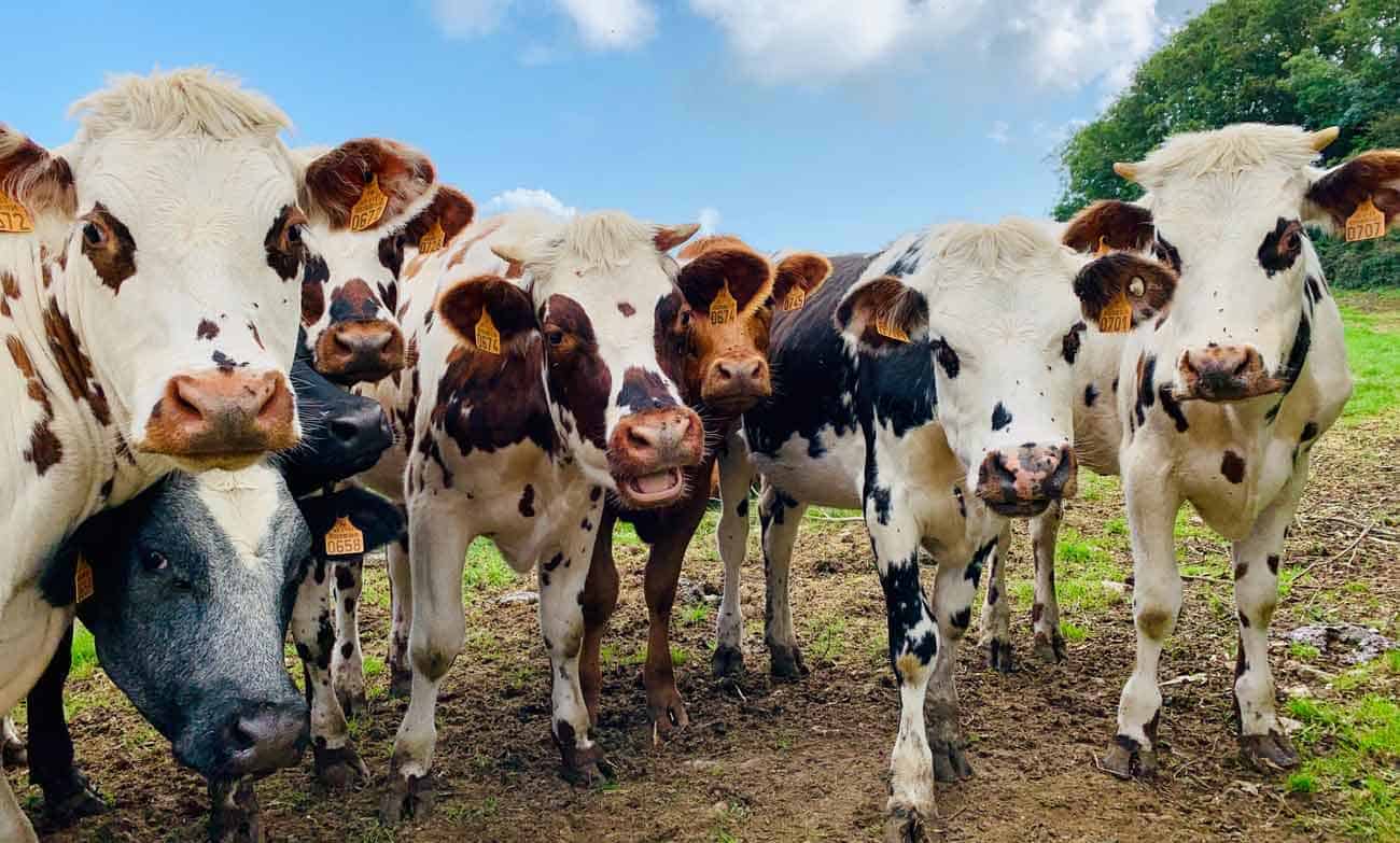 New Bitcow Blockchain Effort Offers "digital Cow" Assets In Argentine Beef Industry