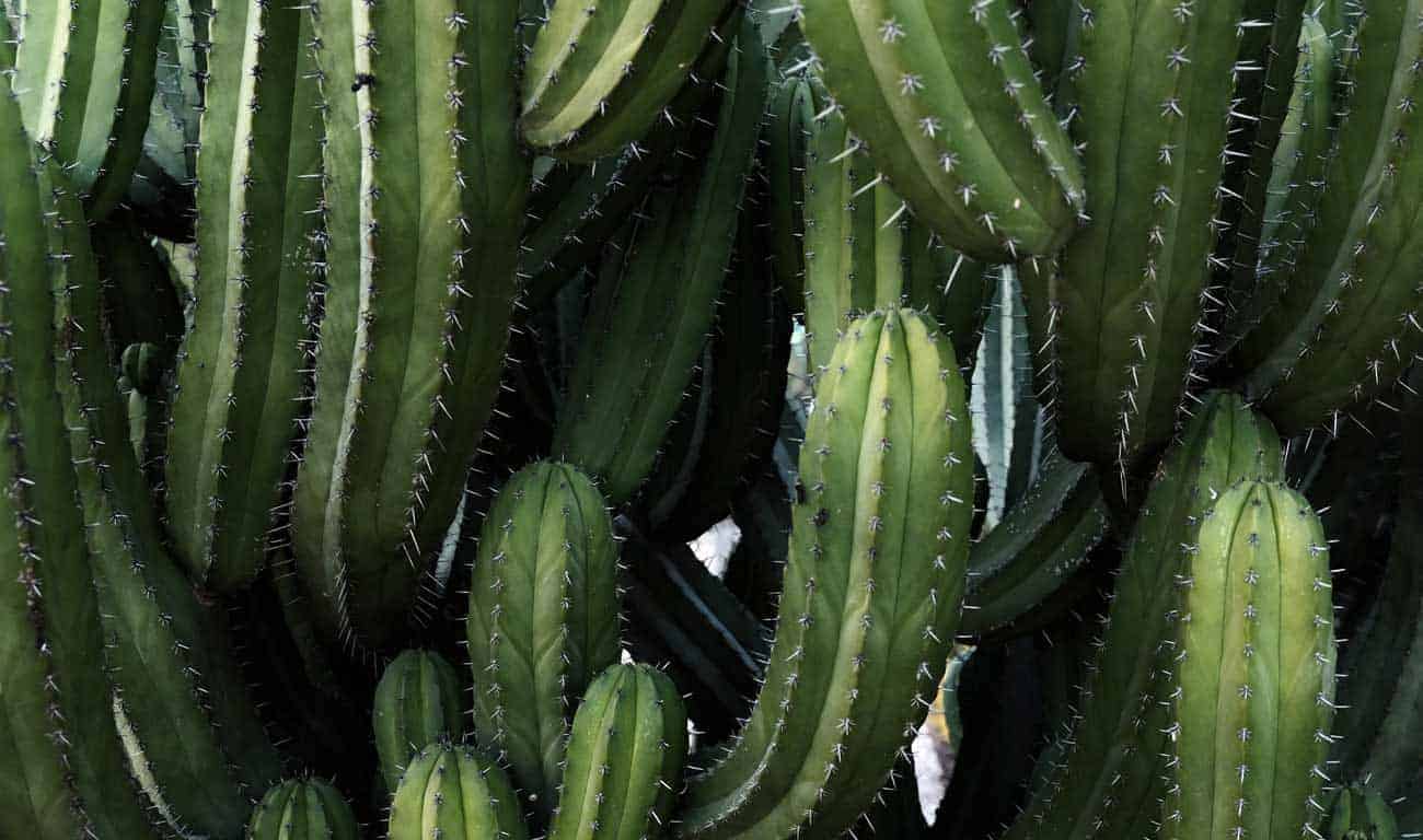 Mexicans Develop Vegan Cactus Leather And The Fashion World Loves It