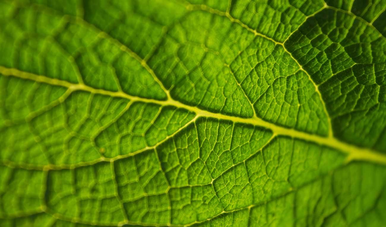 Pachama Snags Investment To Support Reforestation Efforts