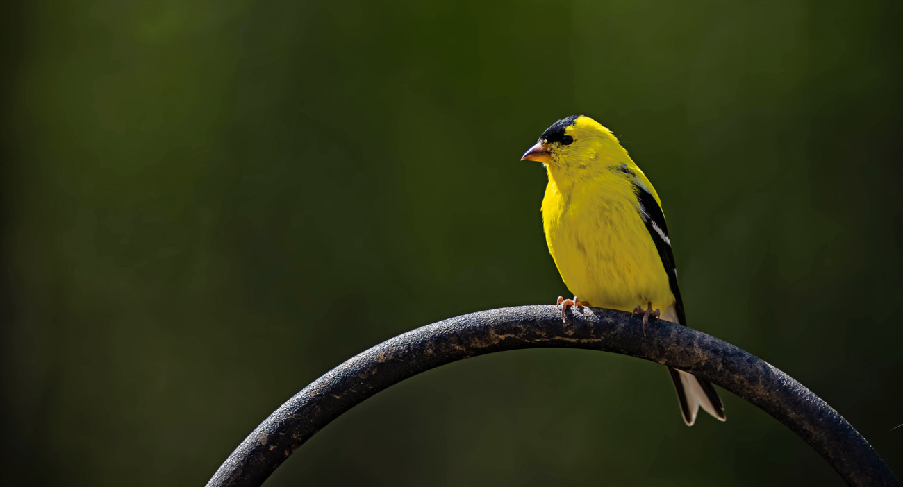 Canary Ventures Launches Jetpack Program For First-time Founders