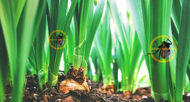 Agropro’s Platform Poised With Trivella M3 Investimentos Us$192,000 Investment To Fight Pests