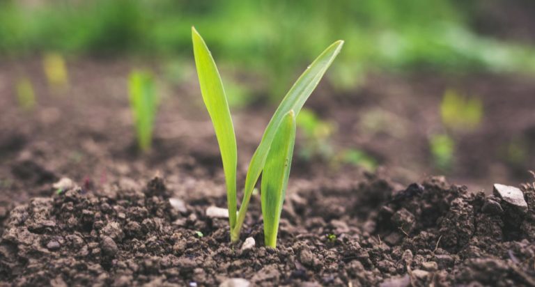 Instaagro Supplies Small Brazilian Farmers, Rolesis Holdings Supplies It With Seed Investment