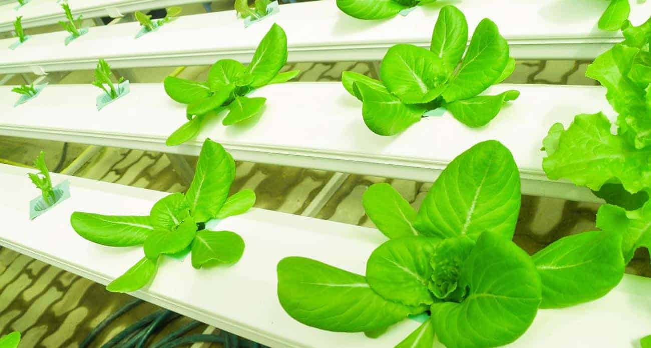 Million-dollar Investment In Agrourbana Moving Agriculture From Rural Areas To Cities