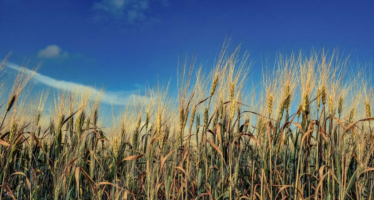 Green Agtech And Foodtech Can Help Bring 22.5 Million Jobs To Latin America