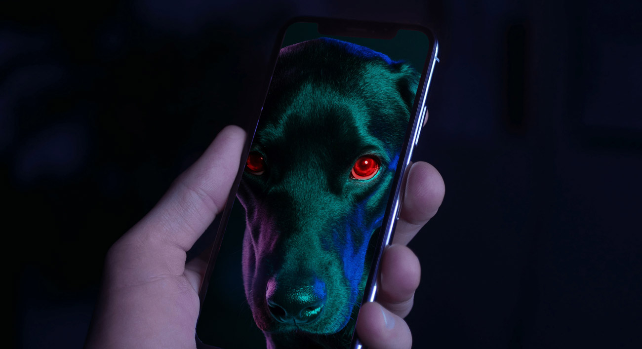 La Explosión De Startups Para Mascotas Dice Mucho Del Estado Actual De América Latina