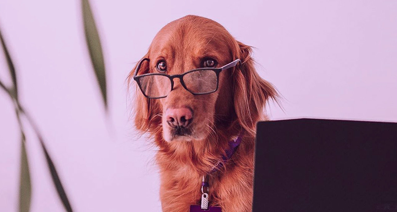 Petlove Acquires Vetus To Launch Pet Product Marketplace