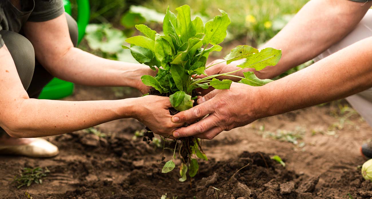 Agrapp Is Crowdfunding Investments For Small Growers In Colombia