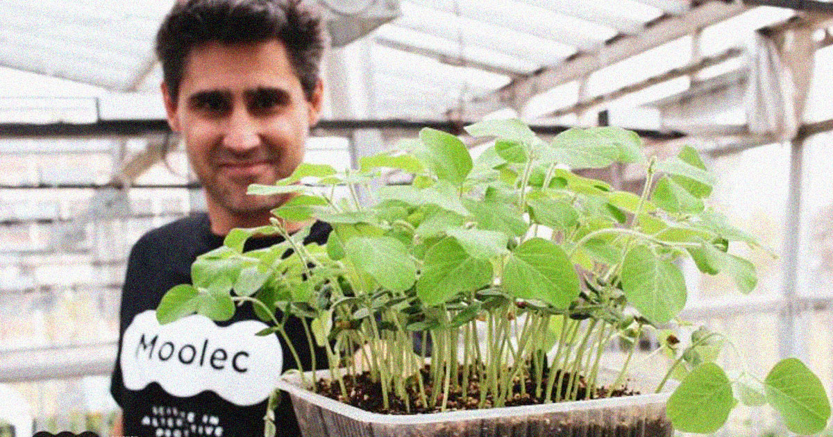 Moolec Science Fuses Pig Genes With Soybeans For Meat Taste