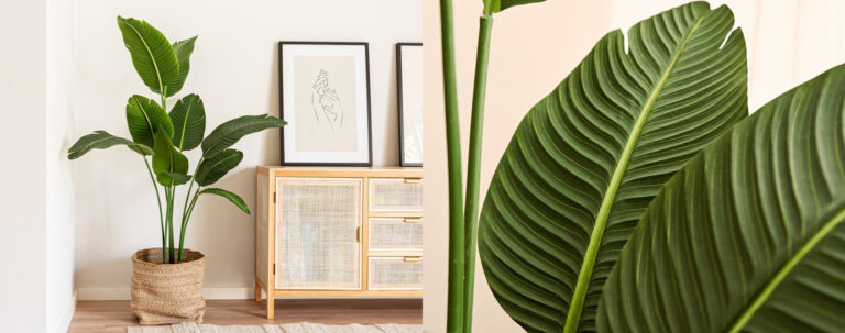 Blaine Recauda €23m En Ronda Serie A Para Expansión Internacional