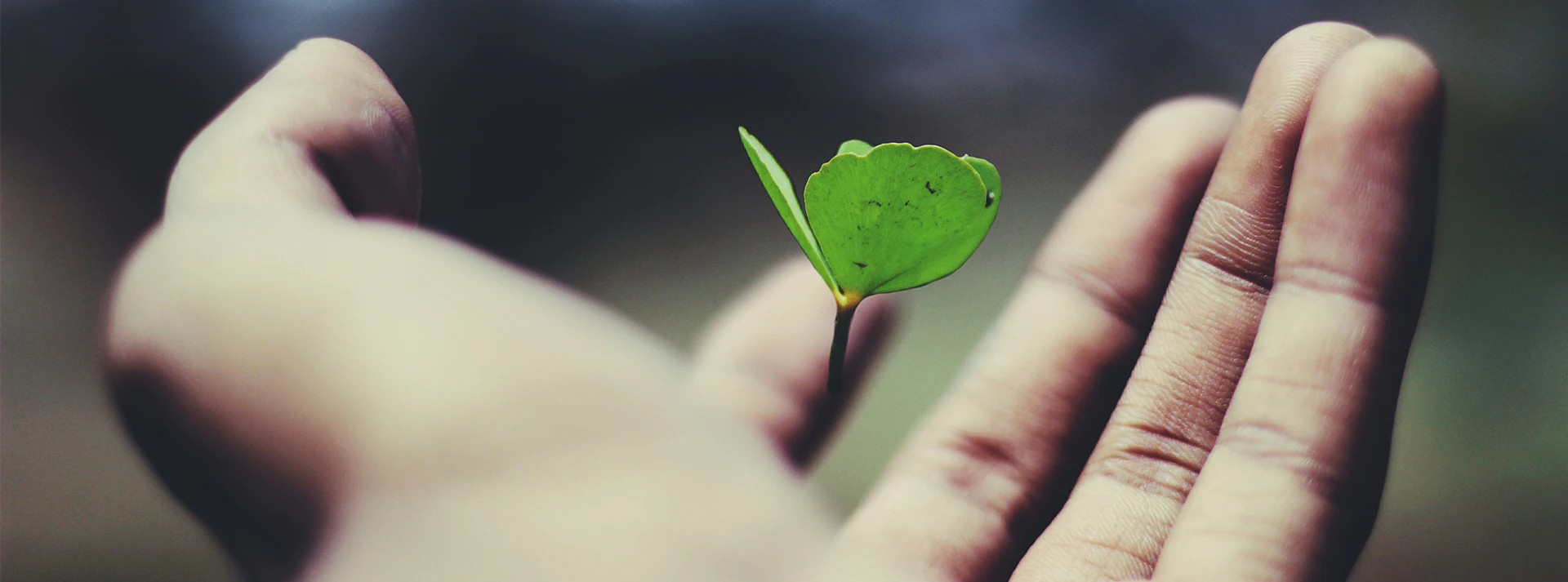 Impacta Fundraising Strategy Program 2024 Returns For Third Year