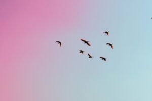 photo of birds flying up in the skiy
